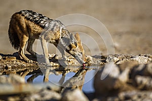 Black backed jackal in Kgalagadi transfrontier park, South Afric