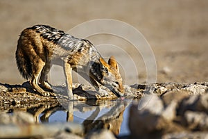 Black backed jackal in Kgalagadi transfrontier park, South Afric