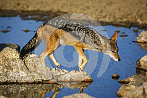 Black backed jackal in Kgalagadi transfrontier park, South Afric