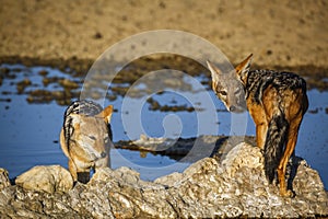 Black backed jackal in Kgalagadi transfrontier park, South Afric