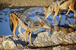 Black backed jackal in Kgalagadi transfrontier park, South Afric