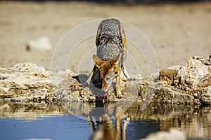 Black backed jackal in Kgalagadi transfrontier park, South Afric