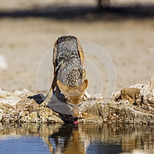 Black backed jackal in Kgalagadi transfrontier park, South Afric