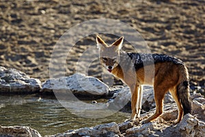 Black backed jackal in Kgalagadi transfrontier park, South Afric