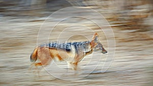 Black backed jackal in Kgalagadi transfrontier park, South Afric