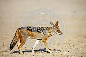 Black backed jackal in Kgalagadi transfrontier park, South Afric