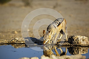 Black backed jackal in Kgalagadi transfrontier park, South Afric