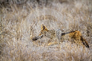 Black-backed jackal in Kruger National park, South Africa