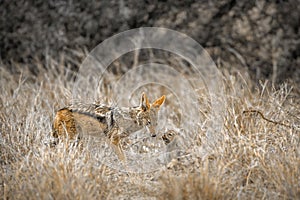 Black-backed jackal in Kruger National park, South Africa