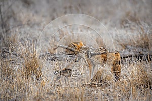 Black-backed jackal in Kruger National park, South Africa