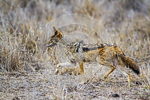 Black-backed jackal in Kruger National park, South Africa