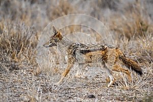 Black-backed jackal in Kruger National park, South Africa