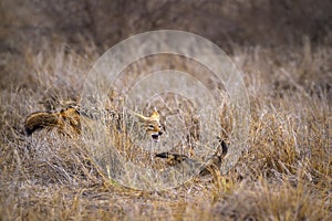 Black-backed jackal in Kruger National park, South Africa