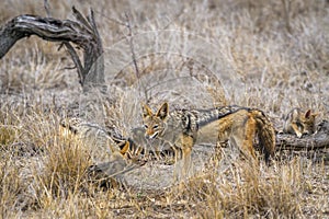 Black-backed jackal in Kruger National park, South Africa