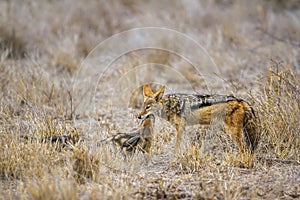 Black-backed jackal in Kruger National park, South Africa