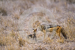 Black-backed jackal in Kruger National park, South Africa