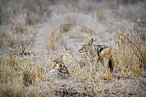 Black-backed jackal in Kruger National park, South Africa