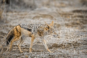 Black-backed jackal in Kruger National park, South Africa