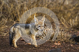 Black-backed jackal in Kruger National park, South Africa