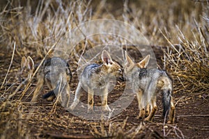 Black-backed jackal in Kruger National park, South Africa