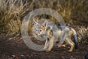 Black-backed jackal in Kruger National park, South Africa