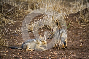 Black-backed jackal in Kruger National park, South Africa