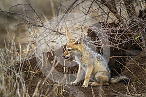 Black-backed jackal in Kruger National park, South Africa