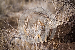 Black-backed jackal in Kruger National park, South Africa