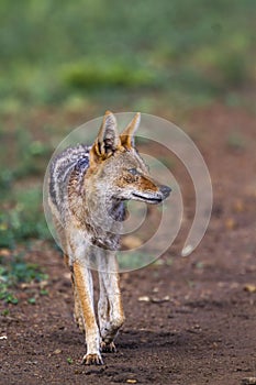 Black backed jackal in Kruger National park, South Africa