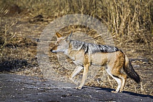 Black backed jackal in Kruger National park, South Africa