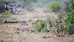 Black-backed jackal in Kruger National park, South Africa