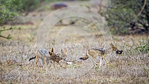 Black-backed jackal in Kruger National park, South Africa