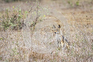 Black-backed jackal in Kruger National park, South Africa