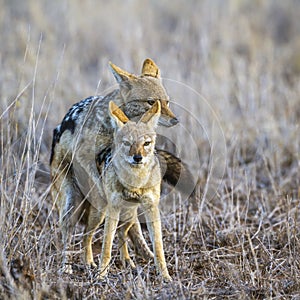 Black-backed jackal in Kruger National park, South Africa