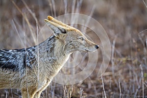 Black-backed jackal in Kruger National park, South Africa