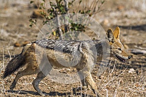 Black-backed jackal in Kruger National park, South Africa