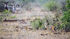 Black-backed jackal in Kruger National park, South Africa photo