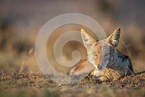 Black-backed jackal laying in the sand
