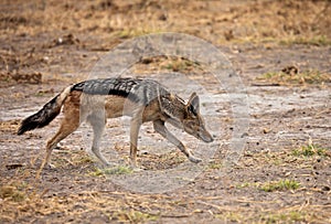 Black-backed jackal