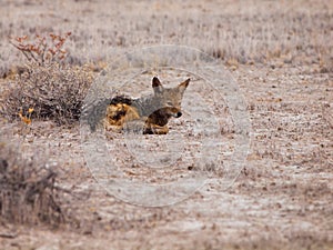 Black-backed Jackal lying on the dusty ground in Etosha National Park, Namibia, Africa