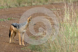 Black-backed jackal, Maasai Mara Game Reserve, Kenya