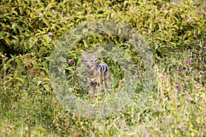 A black-backed jackal in Nakuru National Park in Kenya