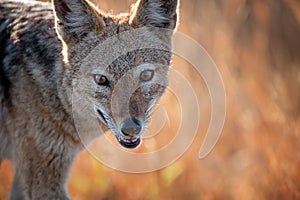 Black-backed Jackal Portrait (Canis mesomelas)