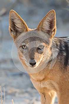 Black-backed jackal portrait Canis mesomelas