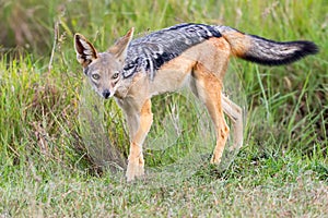 Black Backed Jackal Posing In Masai Mara