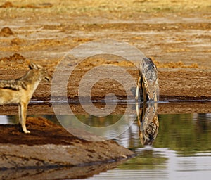 Black-backed Jackal reflection in the water