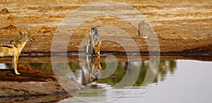 Black-backed Jackal reflection in the water