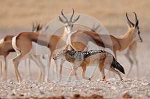 Black backed jackal in ront of springbock herd, etosha nationalpark, namibia