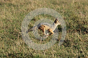 Black-backed jackal running in the african savannah.