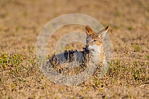 Black-backed Jackal running around the outskirts of a waterhole